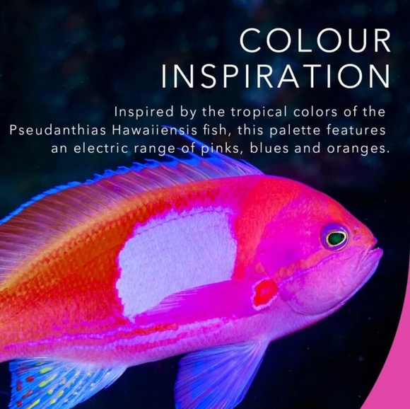 Fin Within Palette - Picture 7 of 7